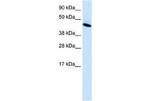 WB Suggested Anti-INSM1 Antibody Titration:  0.