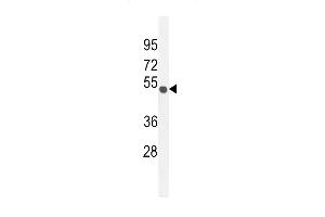C Antibody (C-term) (ABIN654765 and ABIN2844446) western blot analysis in mouse Neuro-2a cell line lysates (35 μg/lane). (CO027 (AA 503-531), (C-Term) antibody)