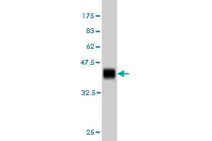 Western Blot detection against Immunogen (37. (ZNF41 antibody  (AA 221-321))