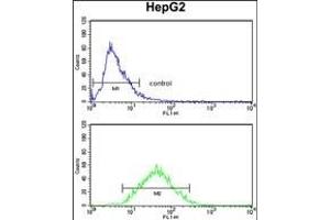 ZFP36 Antibody (Center) (ABIN652459 and ABIN2842311) flow cytometry analysis of HepG2 cells (bottom histogram) compared to a negative control (top histogram).