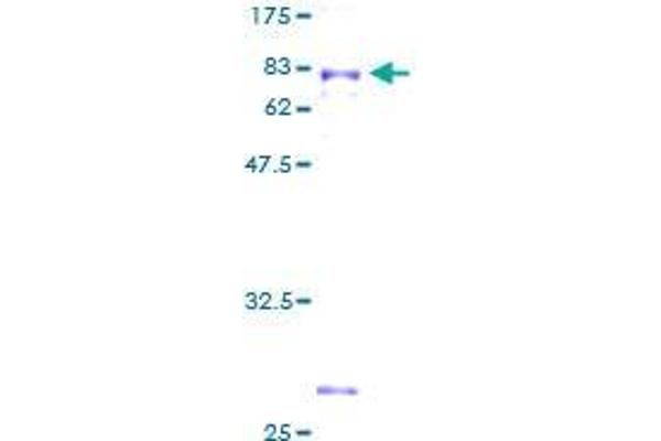 SIGLEC7 Protein (AA 1-467) (GST tag)