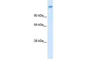 WB Suggested Anti-CACNA2D1 Antibody Titration:  0. (CACNA2D1 antibody  (Middle Region))