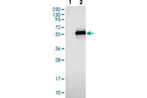 Western blot analysis of Lane 1: Negative control (vector only transfected HEK293T lysate). (TWIST Neighbor antibody)