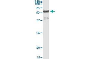 Immunoprecipitation of WARS transfected lysate using anti-WARS monoclonal antibody and Protein A Magnetic Bead , and immunoblotted with WARS MaxPab rabbit polyclonal antibody. (WARS antibody  (AA 50-149))