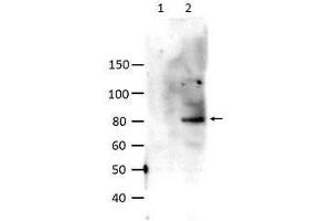 Western Blot of Rabbit anti-STAT6 pY641 antibody. (STAT6 antibody  (Internal Region, pTyr641))