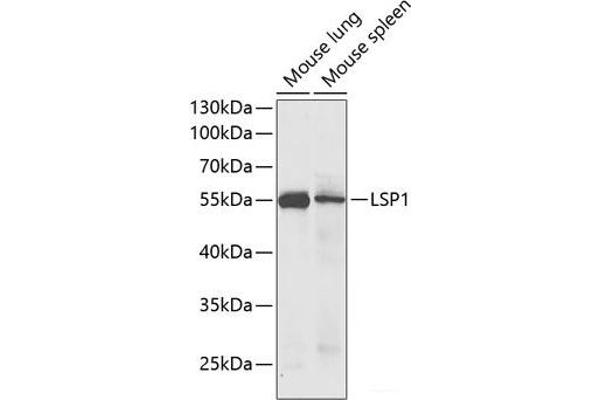 LSP1 antibody