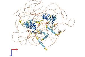 RERE Protein (AA 1-1566) (His tag)