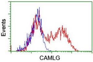 HEK293T cells transfected with either RC218292 overexpress plasmid (Red) or empty vector control plasmid (Blue) were immunostained by anti-CAMLG antibody (ABIN2455605), and then analyzed by flow cytometry. (CAMLG antibody)