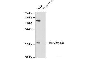 Western blot analysis of extracts of various cell lines using Asymmetric DiMethyl-Histone H3-R26 Polyclonal Antibody. (Histone 3 antibody  (H3R26me2a))