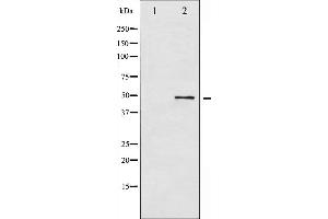 Western blot analysis of ATF2 phosphorylation expression in HeLa whole cell lysates,The lane on the left is treated with the antigen-specific peptide. (ATF2 antibody  (pThr53, pThr71))