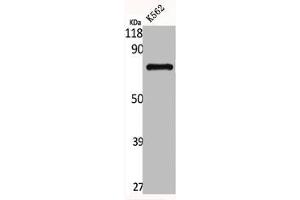 Western Blot analysis of K562 cells using GNL1 Polyclonal Antibody (GNL1 antibody  (N-Term))