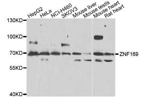 Western blot analysis of extracts of various cell lines, using ZNF169 antibody. (ZNF169 antibody)