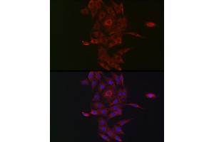 Immunofluorescence analysis of PC-12 cells using NRP2 Rabbit pAb (ABIN3016282, ABIN3016283, ABIN3016284, ABIN1681113 and ABIN6219689) at dilution of 1:50 (40x lens). (NRP2 antibody  (AA 150-420))