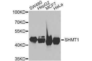 Western blot analysis of extracts of various cell lines, using SHMT1 antibody. (SHMT1 antibody  (AA 285-444))