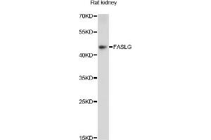 Western blot analysis of extracts of rat kidney, using FASLG antibody (ABIN5970064) at 1/1000 dilution. (FASL antibody)