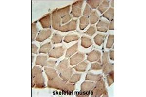 NL3 Antibody (N-term) (ABIN651514 and ABIN2840273) immunohistochemistry analysis in formalin fixed and raffin embedded human skeletal muscle followed by peroxidase conjugation of the secondary antibody and DAB staining. (NIPAL3 antibody  (N-Term))