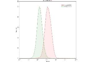 Detection of ALDOA in HepG2 human hepatocellular carcinoma cell line using Polyclonal Antibody to Aldolase A, Fructose Bisphosphate (ALDOA) (ALDOA antibody  (AA 18-273))