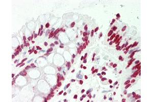 Anti-CCNL2 / Cyclin L2 antibody IHC staining of human colon. (Cyclin L2 antibody  (AA 338-366))