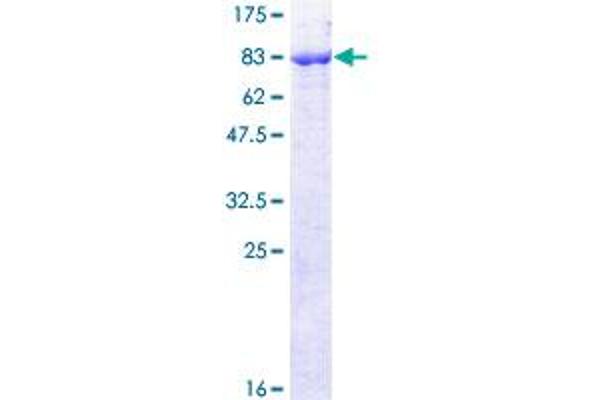PIGS Protein (AA 1-555) (GST tag)