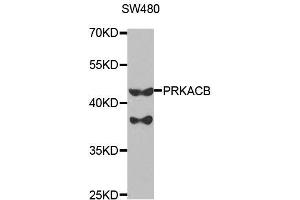 PRKACB anticorps  (AA 1-351)