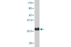 Western Blot detection against Immunogen (37 KDa) . (KCNG3 antibody  (AA 23-121))