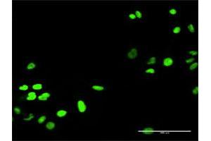 Immunofluorescence (IF) image for anti-RecQ Protein-Like (DNA Helicase Q1-Like) (RECQL) (AA 1-649) antibody (ABIN519721)