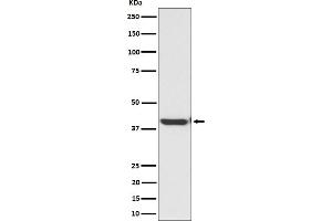 Western blot analysis of ENDOGL1 / ENGL expression in HepG2 cell lysate. (Recombinant EXOG antibody)