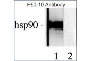 Western Blotting (WB) image for anti-Heat Shock Protein 90kDa alpha (Cytosolic), Class B Member 1 (HSP90AB1) antibody (ABIN263944) (HSP90AB1 antibody)