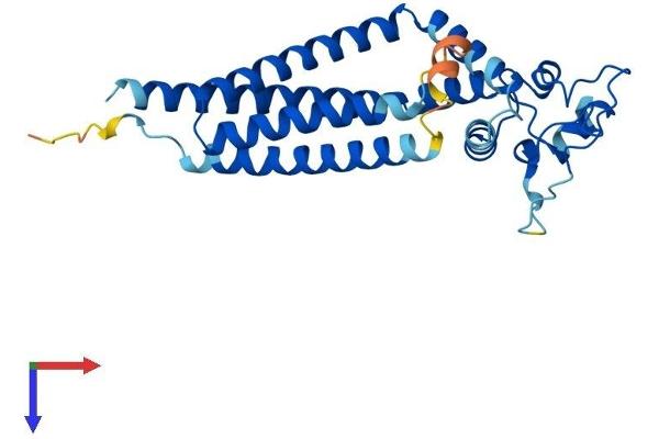 Tetraspanin 5 Protein (TSPAN5) (AA 1-268) (His tag)