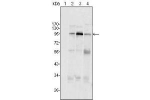 Western Blot showing SND1/P100 antibody used against Hela (1), Jukat (2), HepG2 (3) SMMC-7721 (4) cell lysate. (SND1 antibody  (AA 361-485))
