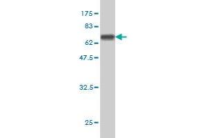 Western Blot detection against Immunogen (64. (THUMPD1 antibody  (AA 1-353))