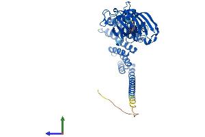AlphaFold protein structure predicition of Human Recombinant FKBP5 Protein, UniprotID Q13451