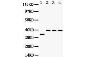 Western blot analysis of DARPP32 expression in rat brain extract (lane 1), SW620 whole cell lysates (lane 2), 22RV1 whole cell lysates (lane 3) and HELA whole cell lysates (lane 4).