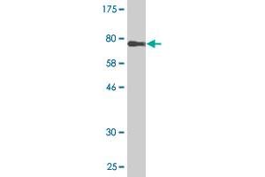 Western Blot detection against Immunogen (75. (TRIM55 antibody  (AA 1-452))