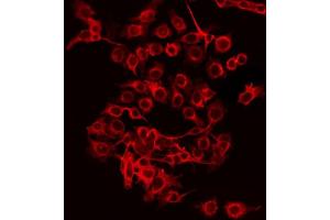 ABIN6274887 staining HeLa by IF/ICC. (ABCF2 antibody  (Internal Region))