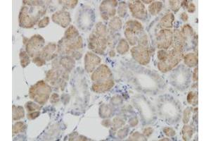 Image no. 1 for anti-Cytochrome C Oxidase Subunit IV Isoform 2 (Lung) (COX4I2) (AA 21-105) antibody (ABIN466257) (COX4I2 antibody  (AA 21-105))