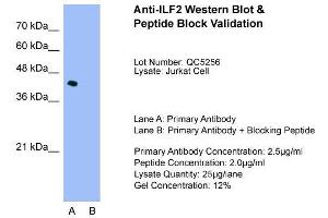 Host:  Rabbit  Target Name:  ILF2  Sample Type:  Jurkat  Lane A:  Primary Antibody  Lane B:  Primary Antibody + Blocking Peptide  Primary Antibody Concentration:  2.