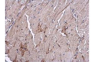 IHC-P Image VEGF antibody detects VEGF protein at cytoplasm in mouse muscle by immunohistochemical analysis. (VEGFA antibody  (C-Term))