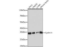 Western blot analysis of extracts of various cell lines, using Cyclin H Rabbit mAb (ABIN7266569) at 1:1000 dilution. (Cyclin H antibody)