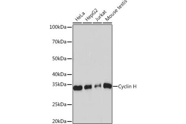Cyclin H antibody