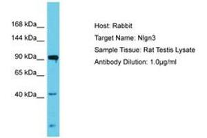 Image no. 1 for anti-Neuroligin 3 (NLGN3) (AA 178-227) antibody (ABIN6750317) (Neuroligin 3 antibody  (AA 178-227))