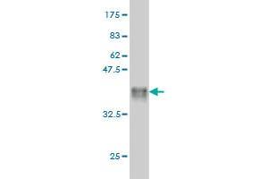 Western Blot detection against Immunogen (36. (MYBL2 antibody  (AA 601-700))