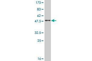 Western Blot detection against Immunogen (48. (RAB38 antibody  (AA 1-211))