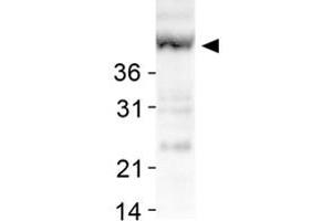 Western blot analysis of SIRT7 in human liver lysates with SIRT7 polyclonal antibody . (SIRT7 antibody  (AA 100-200))