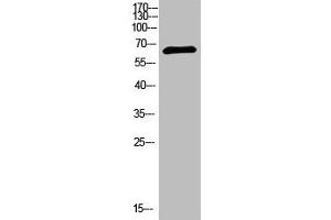 Western Blot analysis of 293T cells using primary antibody diluted at 1:1000(4 °C overnight). (NUT (AA 1082-1131) antibody)