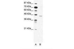 Image no. 1 for anti-2',3'-Cyclic Nucleotide 3' phosphodiesterase (CNP) (AA 86-135) antibody (ABIN202430) (Cnpase antibody  (AA 86-135))