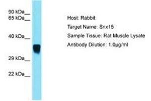 Image no. 1 for anti-Sorting Nexin 15 (SNX15) (C-Term) antibody (ABIN6750523)