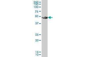 HARS MaxPab polyclonal antibody. (HARS1/Jo-1 antibody  (AA 1-509))