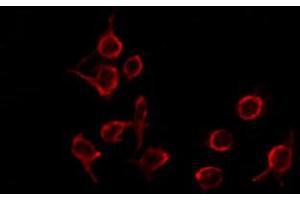 ABIN6274508 staining Hela by IF/ICC. (BLZF1 antibody  (N-Term))