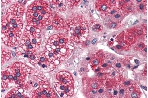 Anti-REEP5 antibody  ABIN1049287 IHC staining of human adrenal. (REEP5 antibody  (N-Term))
